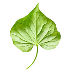 Single vibrant green leaf isolated on black background botanical nature plant foliage