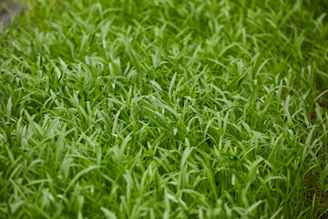 Organic water spinach Seedlings Growing in a Mulched Garden Bed