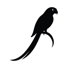 Lorikeet Perched Tail Vector Clipart