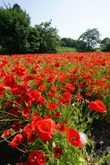 Obraz premium 赤いひなげし咲き乱れる花壇