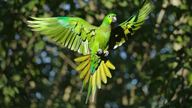 Green parrot flying in midair with wings spread wide against lush forest background, symbolizing freedom, tropical wildlife and vibrant nature scene in slow motion loop