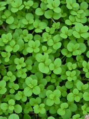 Horizontal texture of green field pennycress or Thlaspi arvense leaves