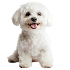 Obraz premium Bichon Frise Dog Isolated on PNG Transparent Background 