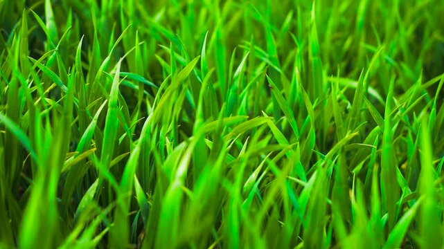 High-yield wheat growing actively in fertile farming field. Vibrant wheat plants rising densely from nutrient-rich soil. Lush green shoots spreading vigorously in cultivated ground. Productive wheat