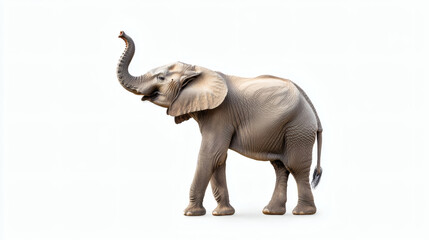 Obraz premium Africa, African, calm, dangerous, elephant, endangered, eye, grey, heavy, huge, wild, tusk, trunk, studio shot, isolated