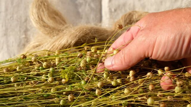 Farmer's hand shows flax seed pods. Bast fiber. Fibers of natural, uncolored flax, tow. Linen canvas. Sunlight. Sustainable resources.