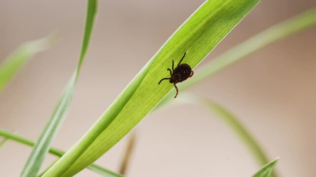 Castor bean tick crawling on a blade of grass, ixodes ricinus, is a species of hard-bodied tick, is a carrier of several diseases of humans and other animals