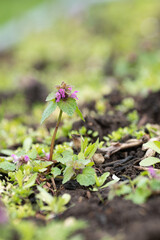 Jasnotka purpurea (red nettle), a medicinal plant