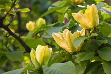 Spring blooming yellow magnolia tree. Magnolia branches blooming close-up