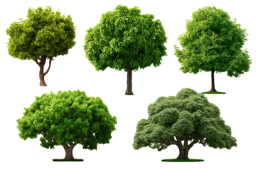 Collection of Lush Trees: A stunning collection of flourishing trees showcases the beauty of nature, each with verdant foliage and sturdy trunks. Ideal for environmental themes and design needs.