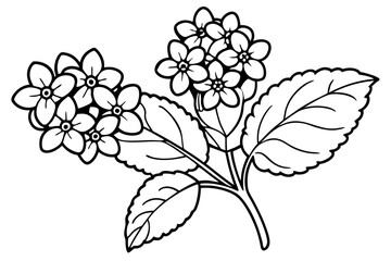 lantana silhouette line art vector illustration with a white background