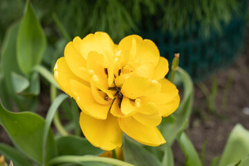 Yellow terry tulip, Yellow Pomponette