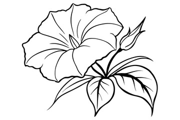 morning glory silhouette line art vector illustration with a white background