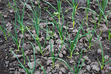 On the dark, loose soil, rows of green shoots of young onions grow. Thin stems reach upwards, creating a rhythmic pattern.