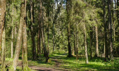 Naklejka premium path among the trees in the forest
