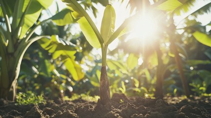 Young banana plants in a sunlight-drenched field