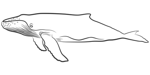 Obraz premium Hand Drawn Humpback Whale Line Art Illustration