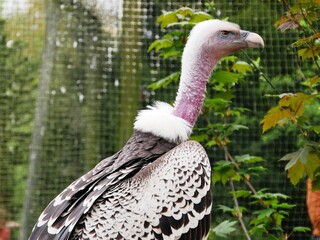 Rapace charognard vautour fauve au zoo asiatique de Pairi Daiza en Belgique, Europe