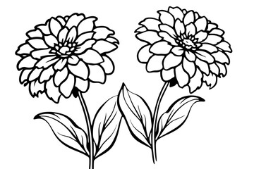 zinnia silhouette line art vector illustration with a white background