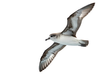 Obraz premium Majestic seabird in flight with wings spread isolated on white background, beautiful wildlife