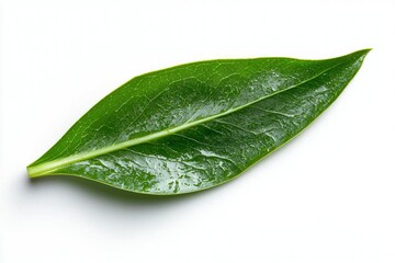 Obraz premium Single vibrant green leaf