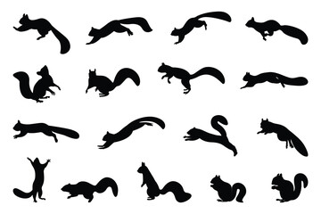 Obraz premium squirrel-2