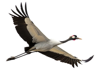 Fototapeta premium Majestic grey crowned crane soaring gracefully with wings extended against isolated on white background