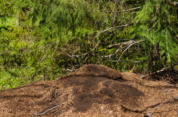 big anthill close up in the forest