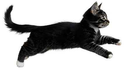 A Graceful Black and White Cat Leaping with Elegance and Playfulness in a Dynamic Motion Pose