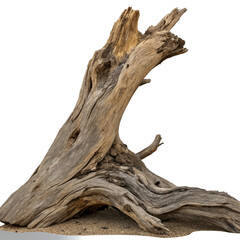 Obraz premium dead tree isolated on white background