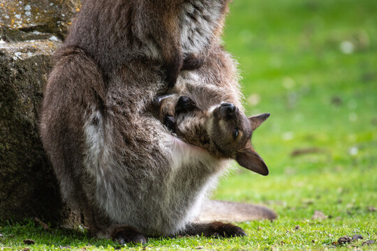 A cute joey of red-necked wallaby, Bennett's wallaby (Notamacropus rufogriseus) in the pouch of her mother