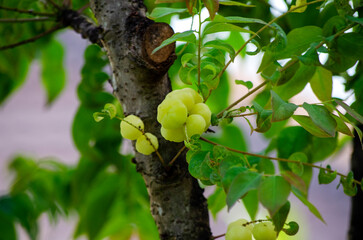 Star Gooseberry Tree with Green Foliage and Fruit in Natural Outdoor Setting