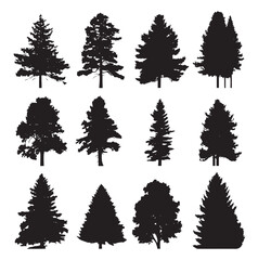 Fototapeta premium Vector silhouette set of pine trees on white background 