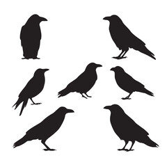 Fototapeta premium Vector silhouette set of raven on white background 
