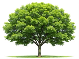 Lush Green Tree with Round Canopy on White Background in Summer