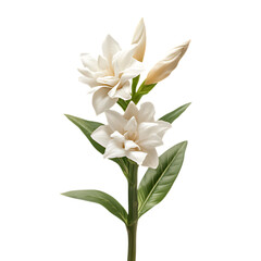Obraz premium White Gardenia flower stem with buds and leaves