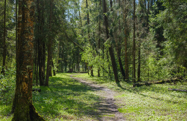 Fototapeta premium path among the trees in the forest
