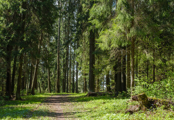 path among the trees in the forest