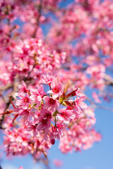 pink cherry blossom in spring