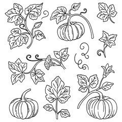 Set of drawn pumpkins. Pumpkin leaves and inflorescences. Vector pumpkin of different shapes. Element for labels, packaging and cards design.