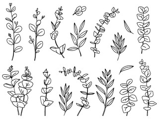 Set of eucalyptus leaves and branches. Collection of eucalyptus branches. Different shapes of leaves. Vector illustration © Настя Прокопчук