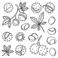 Fototapeta premium Set of hand drawn sketch chestnut leaves and fruit. Vector chestnut nut. Chestnut branch with nuts, cracked chestnut.