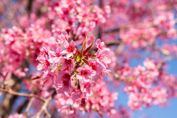 pink cherry blossom in spring