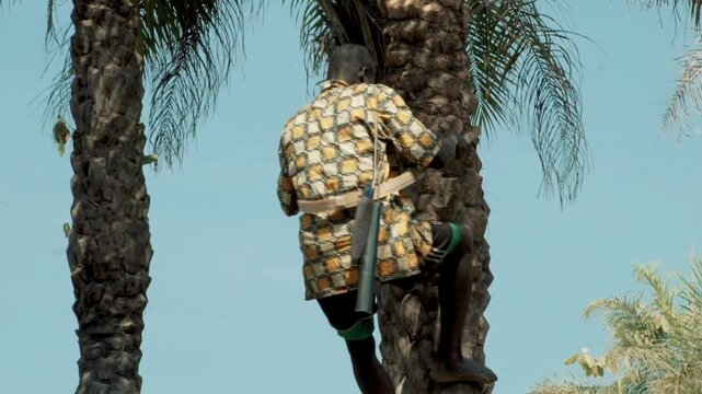 Diola man climbing palm tree barefoot in Casamance to harvest palm wine using handmade climbing ring, filmed in traditional outfit in a palm grove under strong tropical sun