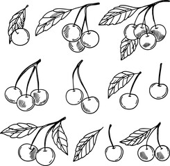 Set of vector cherries, cherry berries. Sketch of cherry leaves, fruit on a branch. Vector illustration