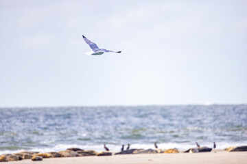 A graceful seagull is soaring high above the calm ocean waves, while sunlight glistens beautifully on the water