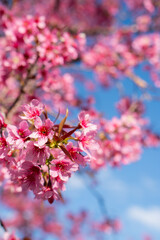 Fototapeta premium cherry blossom in spring