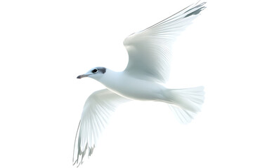 Fototapeta premium A graceful white seagull soaring through the air.