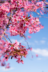 pink cherry blossom in spring