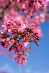pink cherry blossom